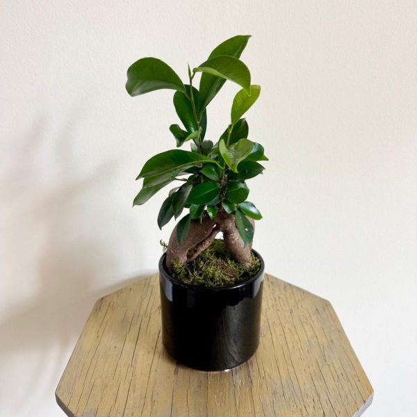 Cherche adoptant pour mon ficus dépressif